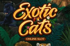 Play Exotic Cats slot at Pin Up